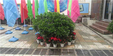 綠意煥新校園，盆栽租賃扮靚校園一角